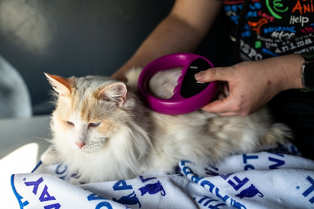 Plea for owners to microchip pets